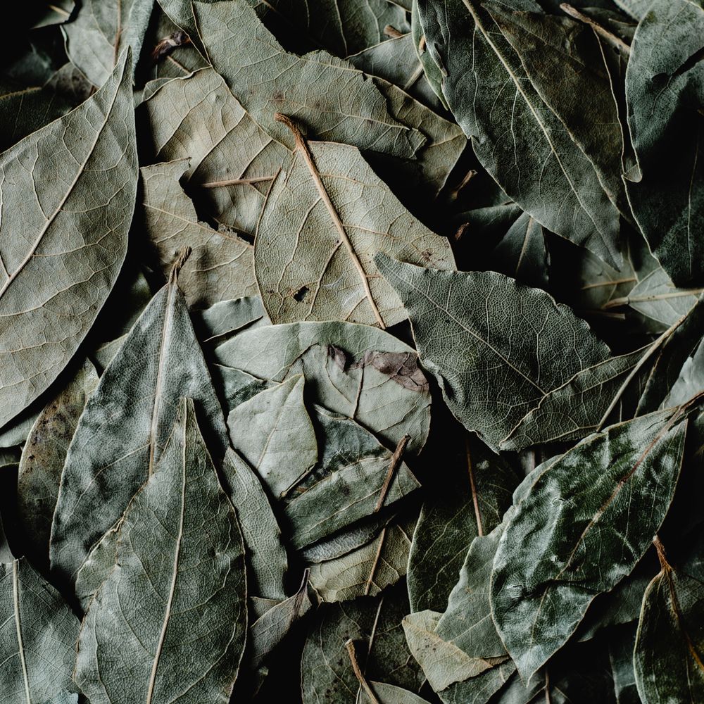 Indian Bay Leaf (Tej Patta)